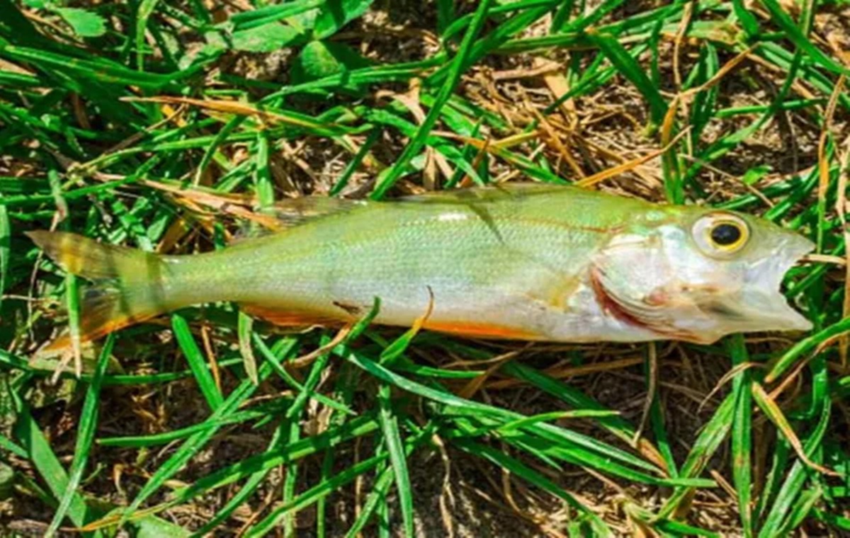 Viral News How a Fish Fall From Sky During Rain in US City See Trending Picturesindianmemoir.com
